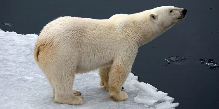 Un oso polar mata a un turista en Noruega