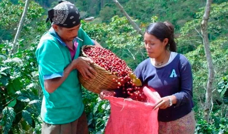 Honduras abrirá mañana sus fronteras terrestres para ingreso de cortadores de café