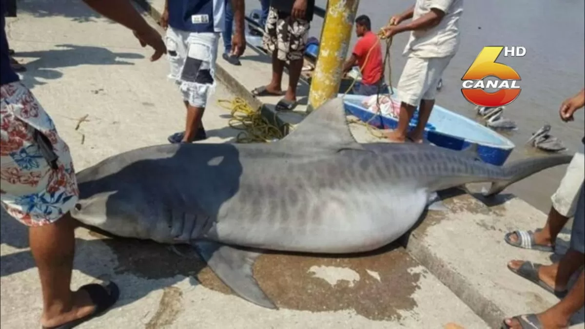 Hallan muerto a un tiburón tigre en las aguas de Puerto Cortés