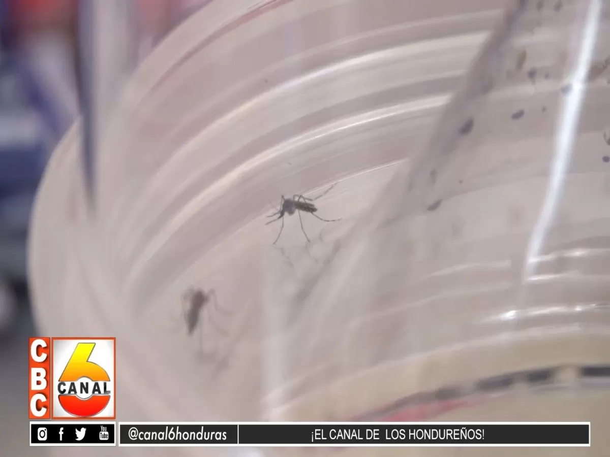 7 Casos de dengue reporta Santa Rosa de Copan