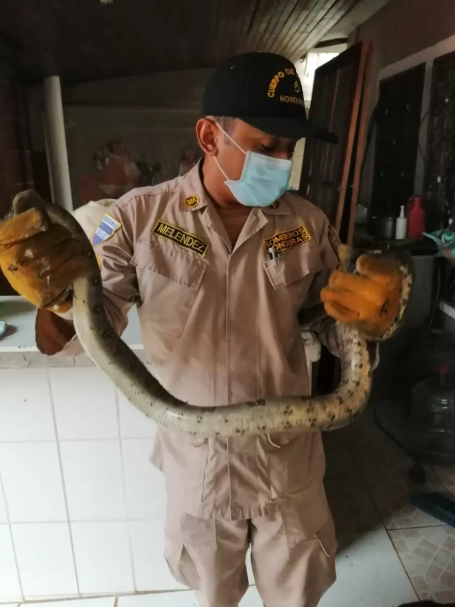 Bomberos de La Ceiba Atlántida, rescatan una serpiente