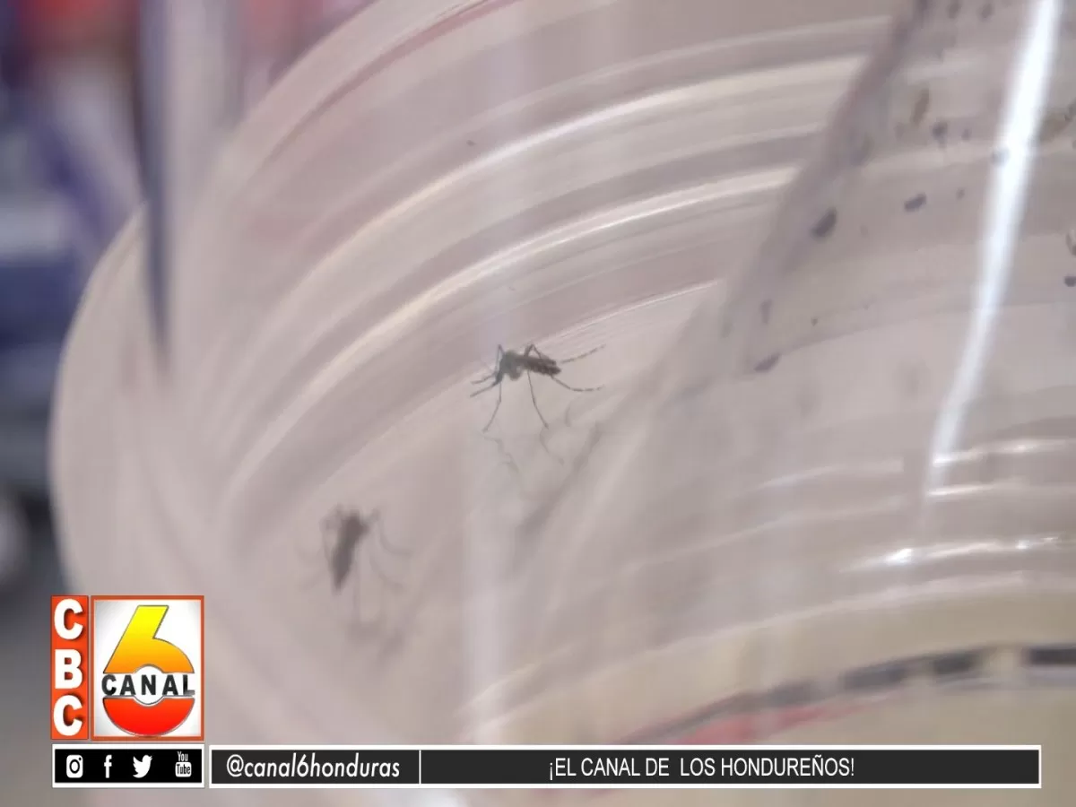 Dengue toma fuerza en Villanueva, Cortes