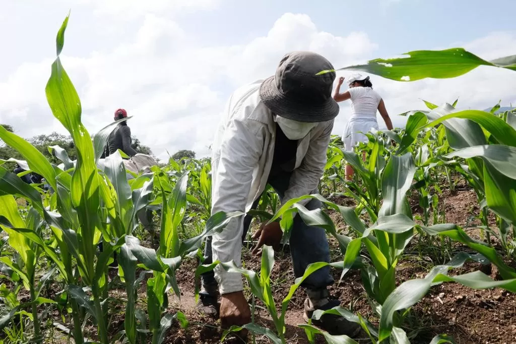 “Este será un año único para el agro de Honduras”, afirman autoridades