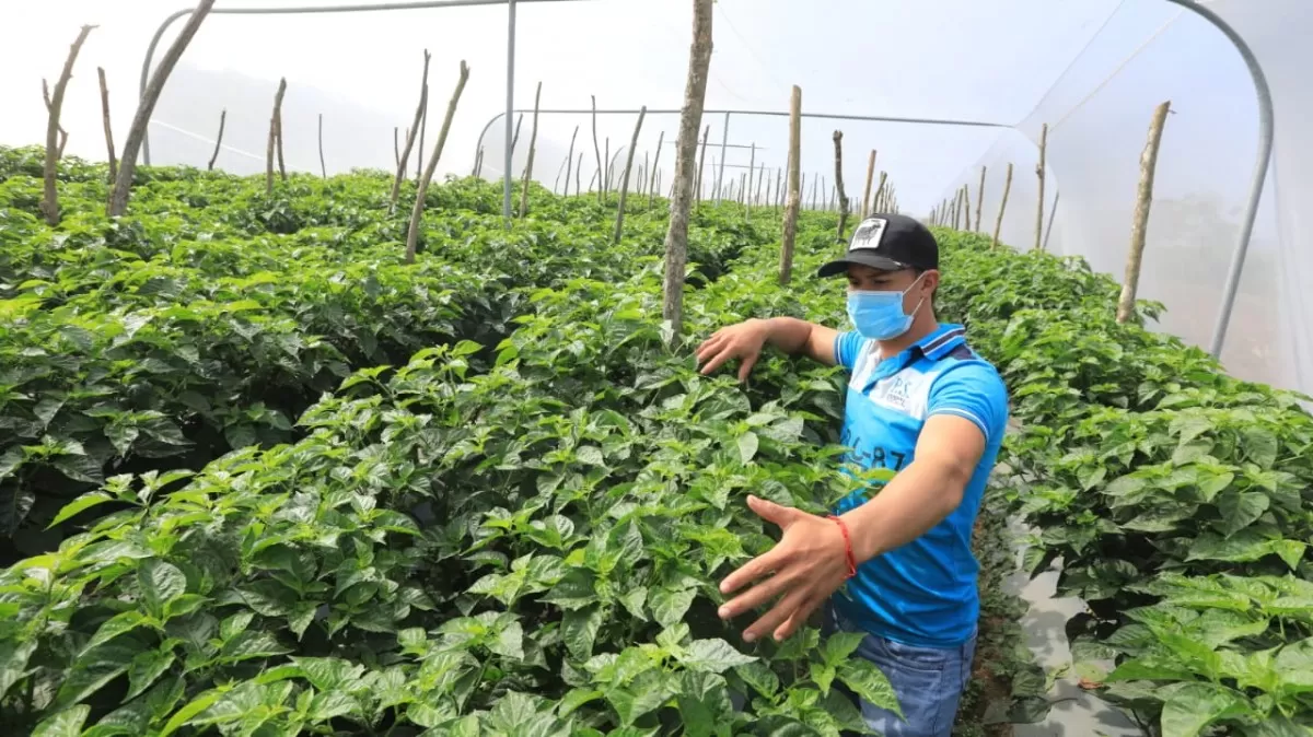 Productores de hortalizas mejoran rendimiento de sus cultivos con sistema de riego