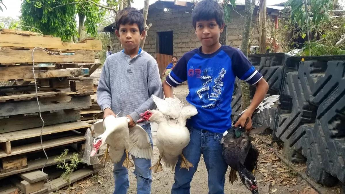 Más de 40 mil aves de traspatio ha vacunado el Senasa