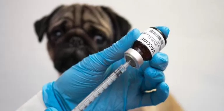 Rusia aprueba primera vacuna contra el covid-19 para animales