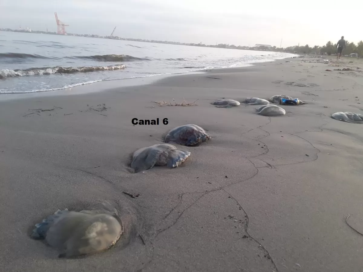 Meduzas aparecen muertas a la orilla de la playa en Puerto Cortés