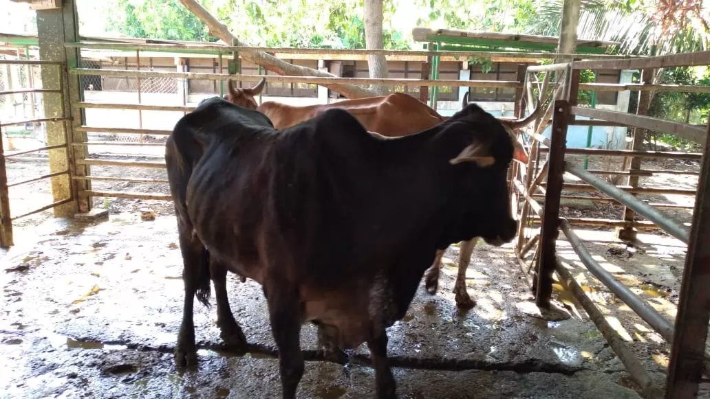 Anuncian que el lunes 17 de mayo cerrarán instalaciones de la procesadora de carnes en La Ceiba; exigen aumento