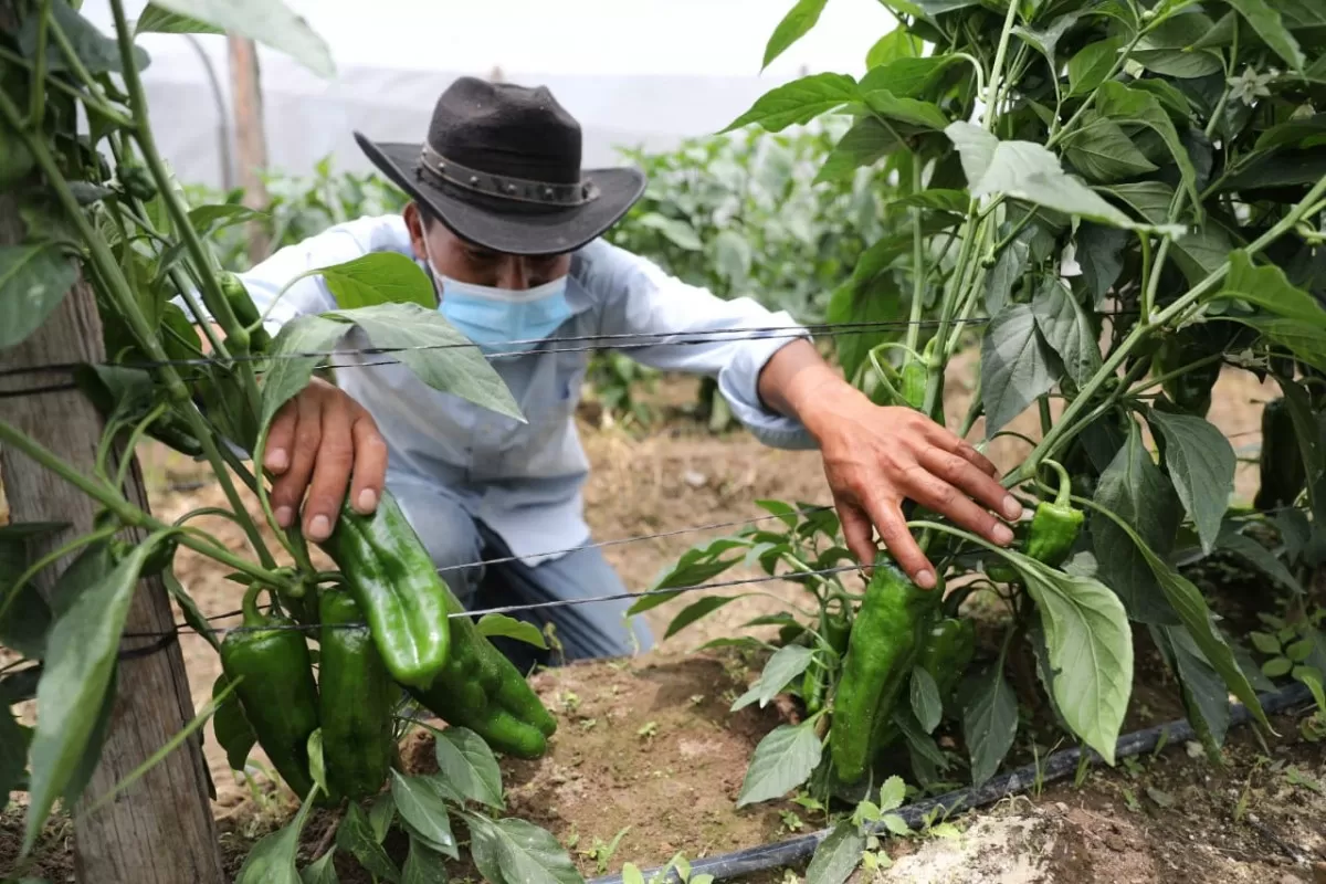 Productores de Comayagua reciben apoyo del Gobierno con créditos de Rescate Agrícola