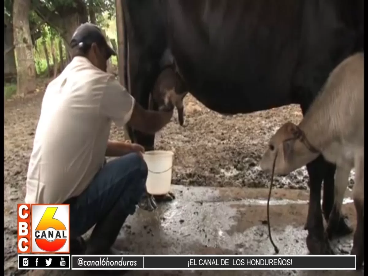 Baja la producción de leche en Olancho