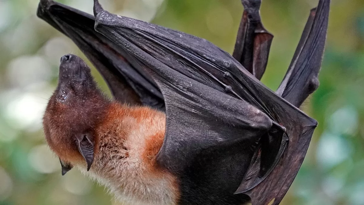 Detectan en murciélagos chinos nuevos coronavirus