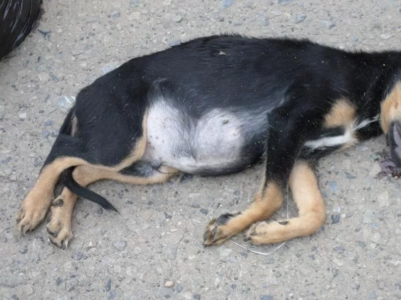 Lamentablemente un perrito que contrajo COVID-19 en el triaje de Guaymaca, murió en las últimas horas