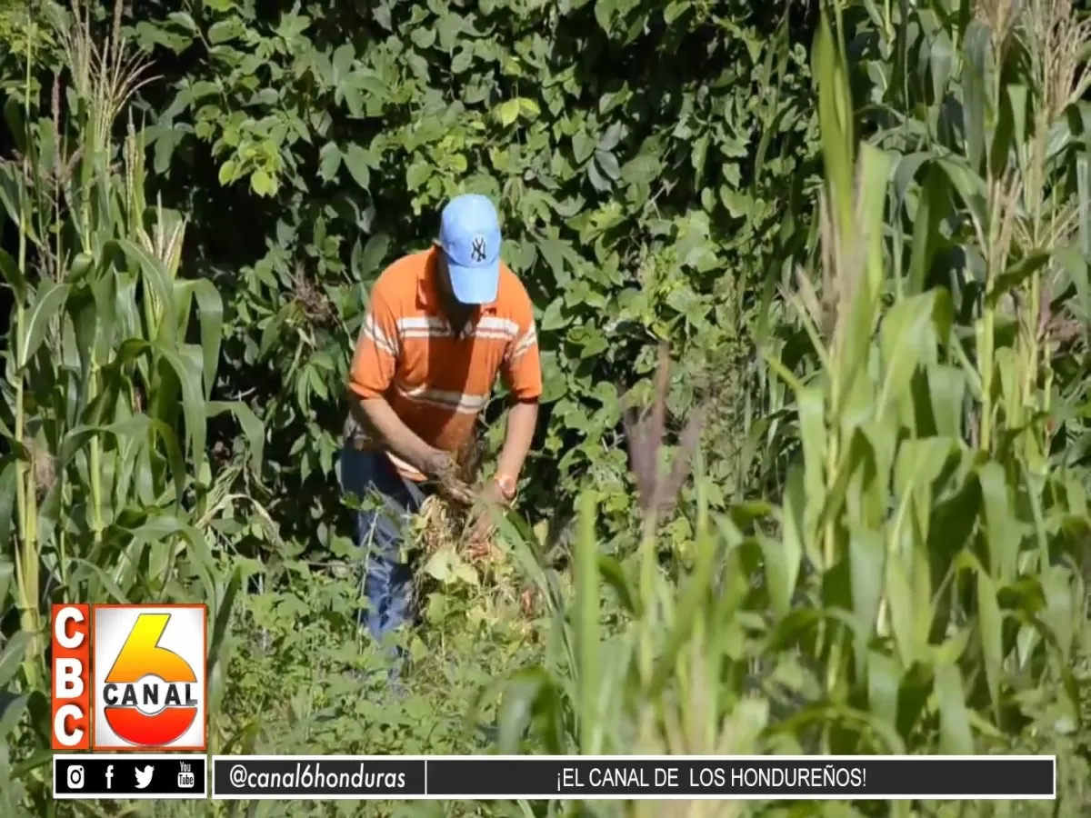 Productores del Valle del Aguan recibirán apoyo para sus cultivos