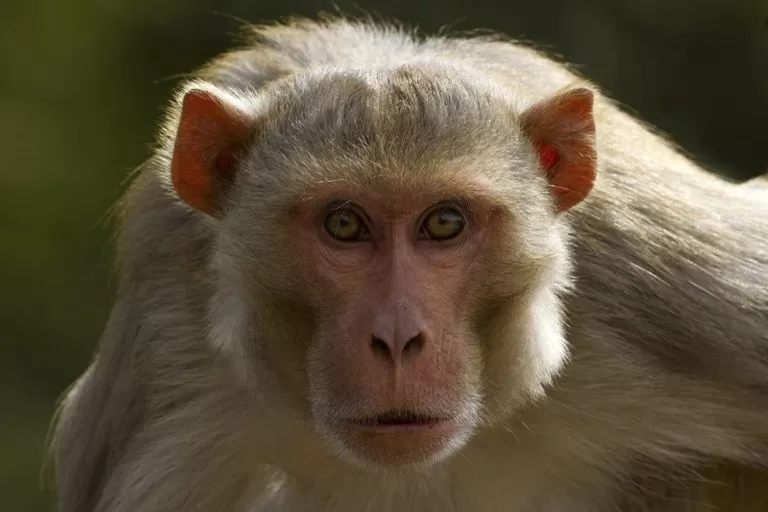 China reportó la primera muerte de un humano por un raro virus que transmiten los monos
