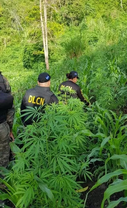 #DLCN erradica sembradío de marihuana en Colón