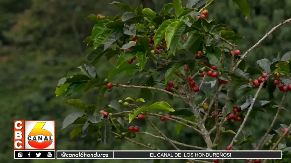 Inestabilidad de precios en mercado internacional afectan a productores de café