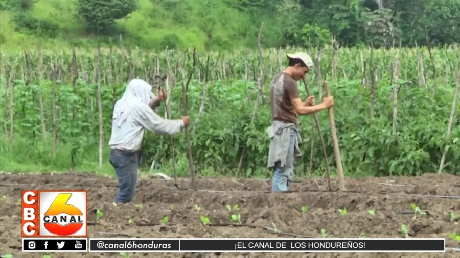 Honduras con nuevas políticas en el sector agroalimentario