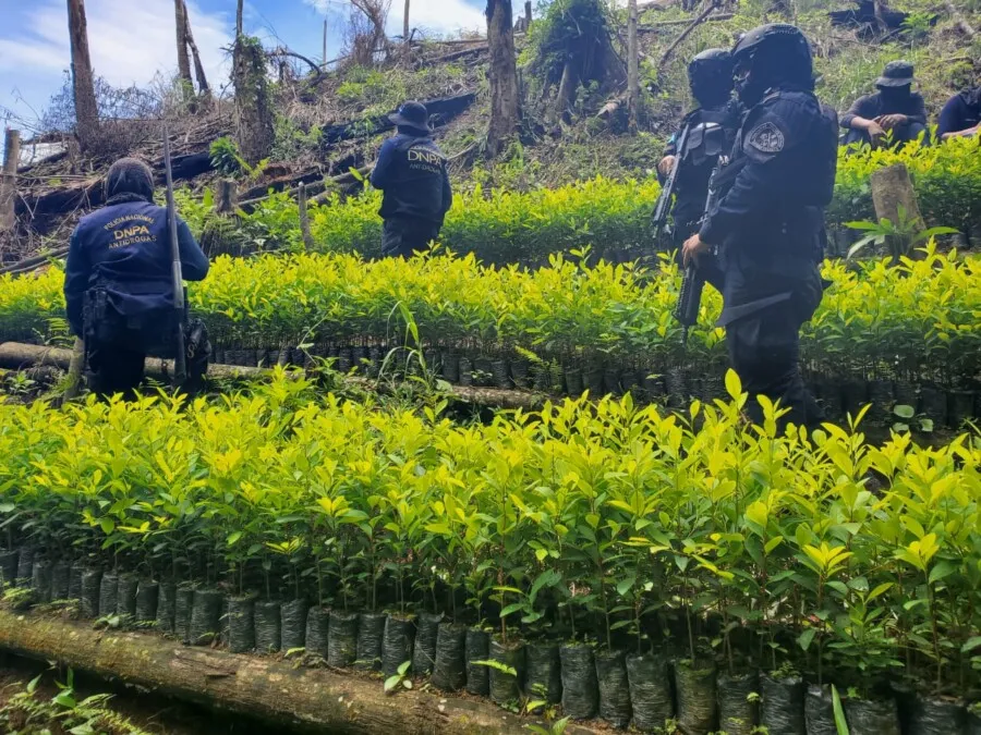 Agentes antidrogas y de Fuerzas Especiales ubican y erradican 9 mil arbustos de coca