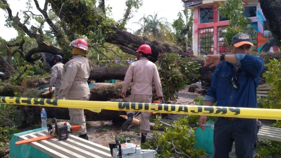 Un árbol cede y deja cuatro personas heridas en La Ceiba