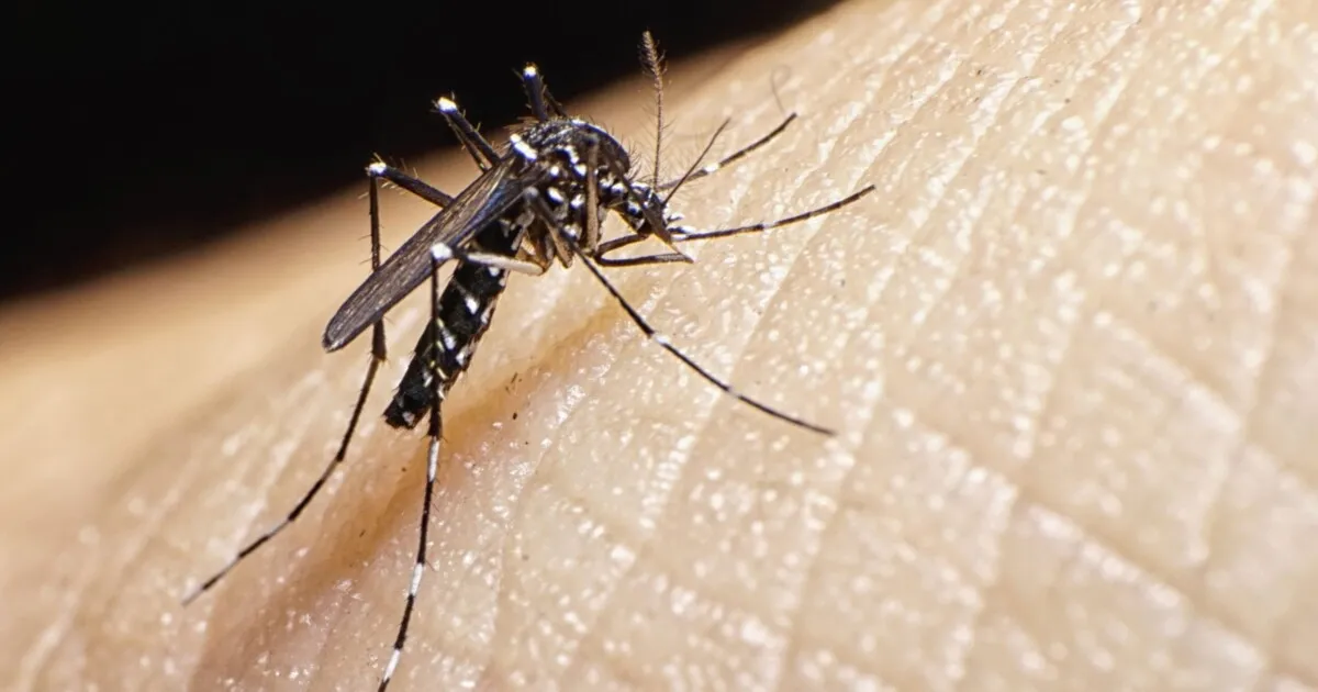 Aumentan casos de dengue en la capital