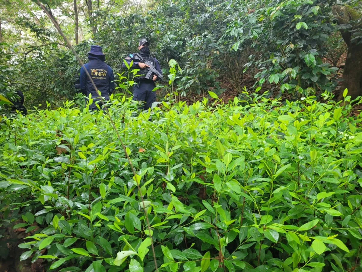 Policía Nacional ubica vivero con 10 mil plantas de presunta hoja de coca en Yoro