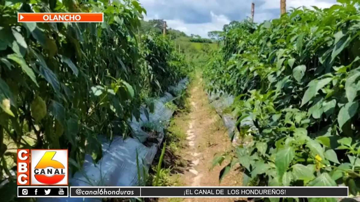 Productores de Poncaya comienzan con plantación de Chile Jalapeño