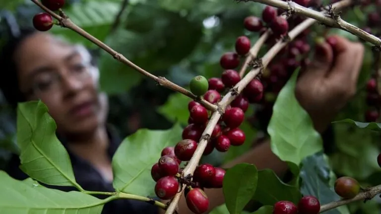 En 228.5 millones de dólares aumentaron las divisas por exportación de café