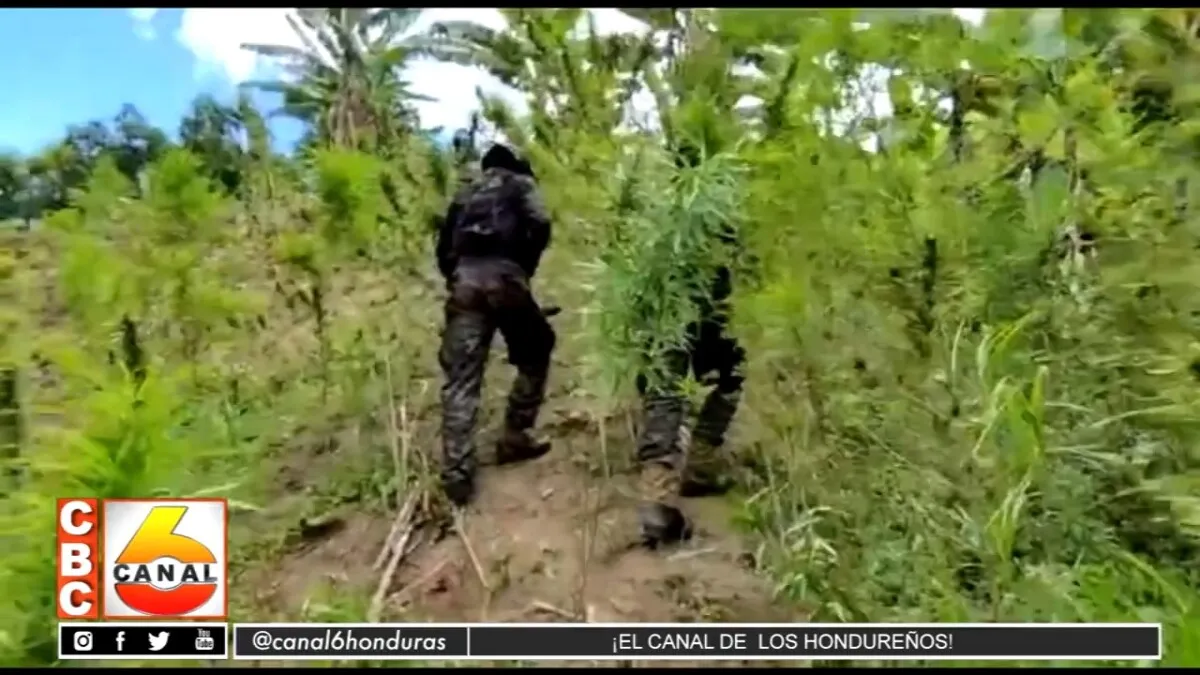 Fuerzas Armadas aseguran plantación de droga en Colón