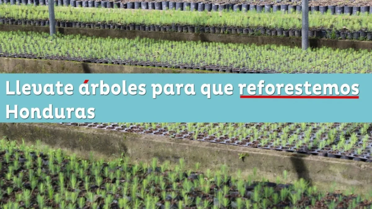 ICF y Gobierno de la Presidenta Castro realizan actividad para reforestar bosques nacionales
