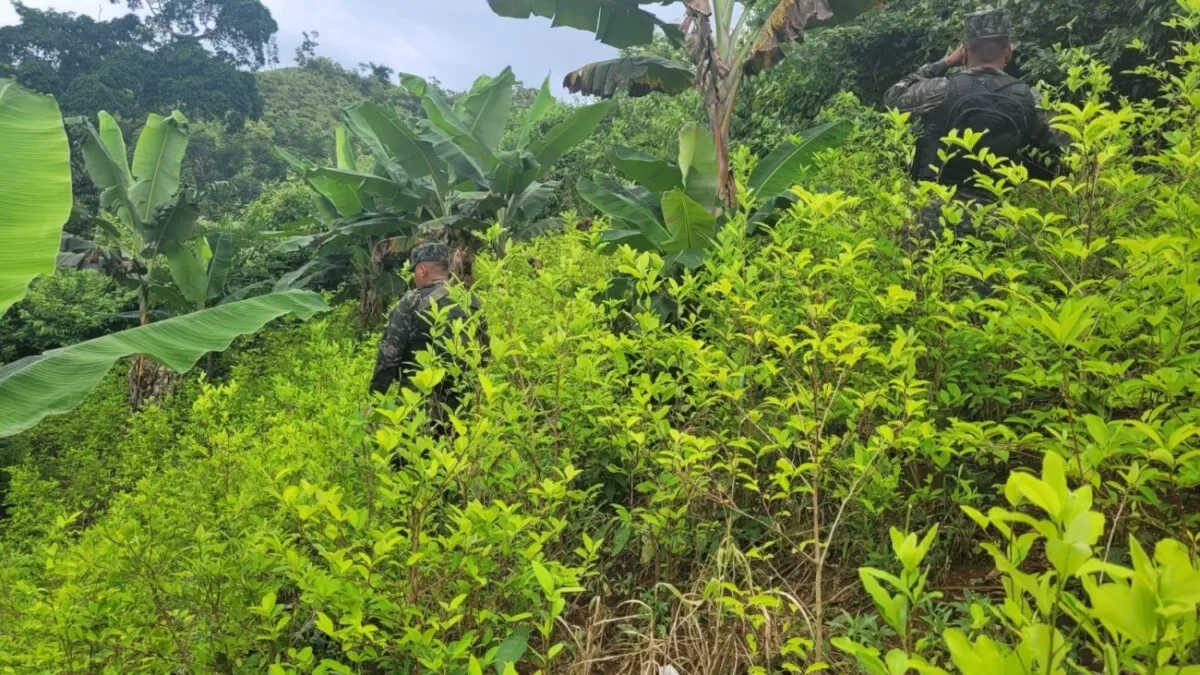 Aseguran una plantación de arbustos de coca en Colón