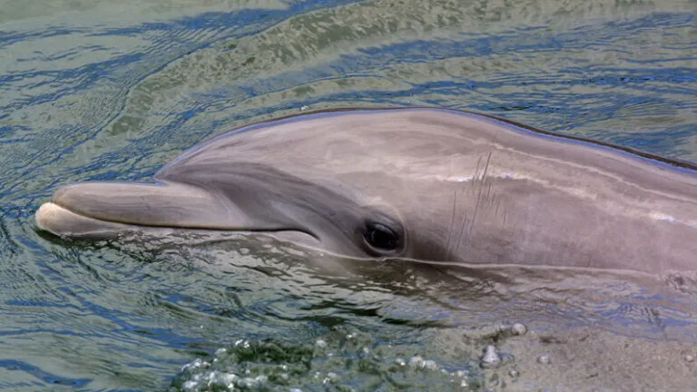 Descubren en Florida el segundo caso conocido de un cetáceo con gripe aviar