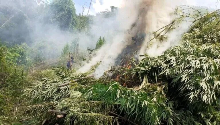 Erradican otras dos plantaciones de supuesta marihuana en Colón