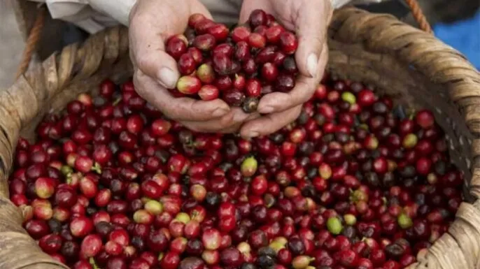 Honduras obtiene 1.414 millones de dólares por las ventas de café en el ciclo actual