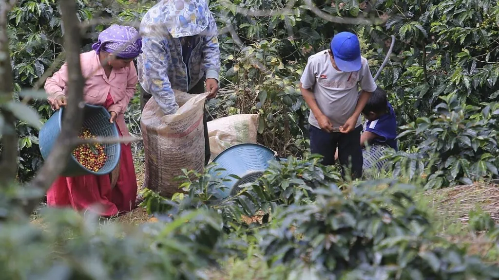 Honduras será sede de la cuarta edición de Cumbre para la Sostenibilidad del Café
