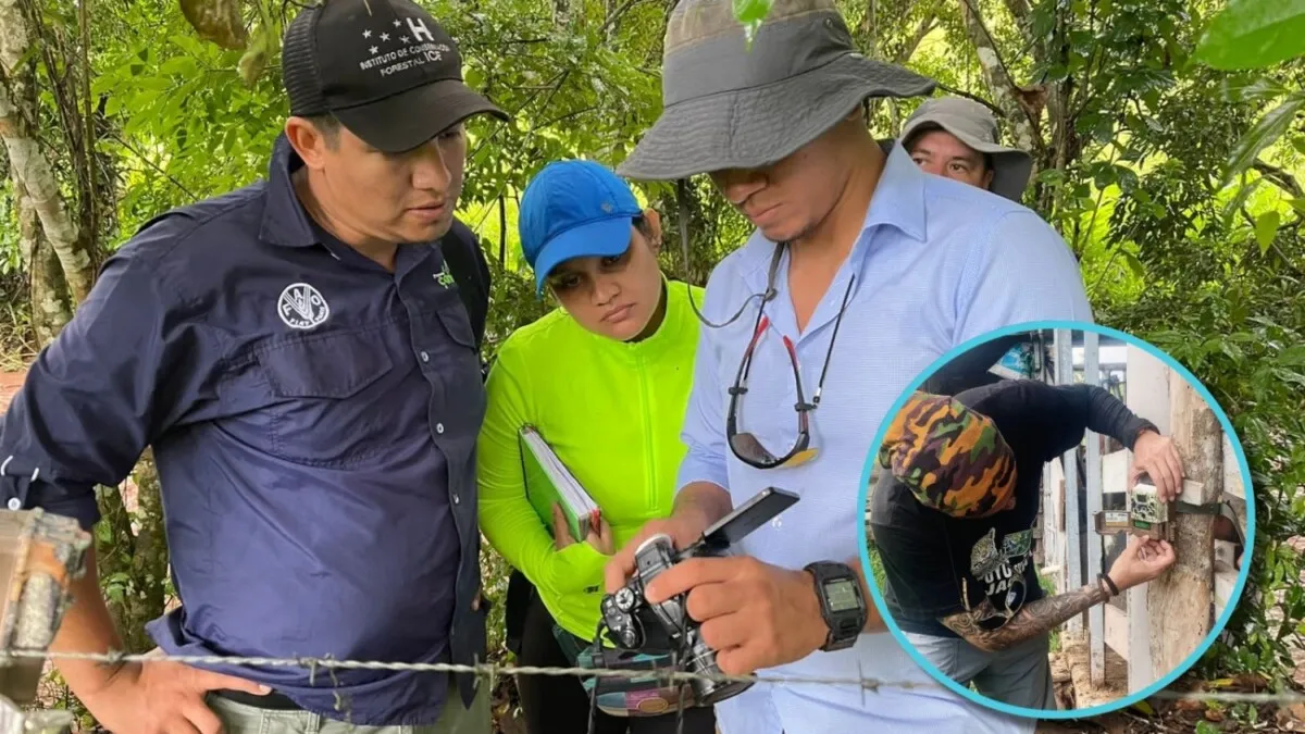 ICF y cooperantes investigan ataques de carnívoros a ganado en Santa Rosa de Copán