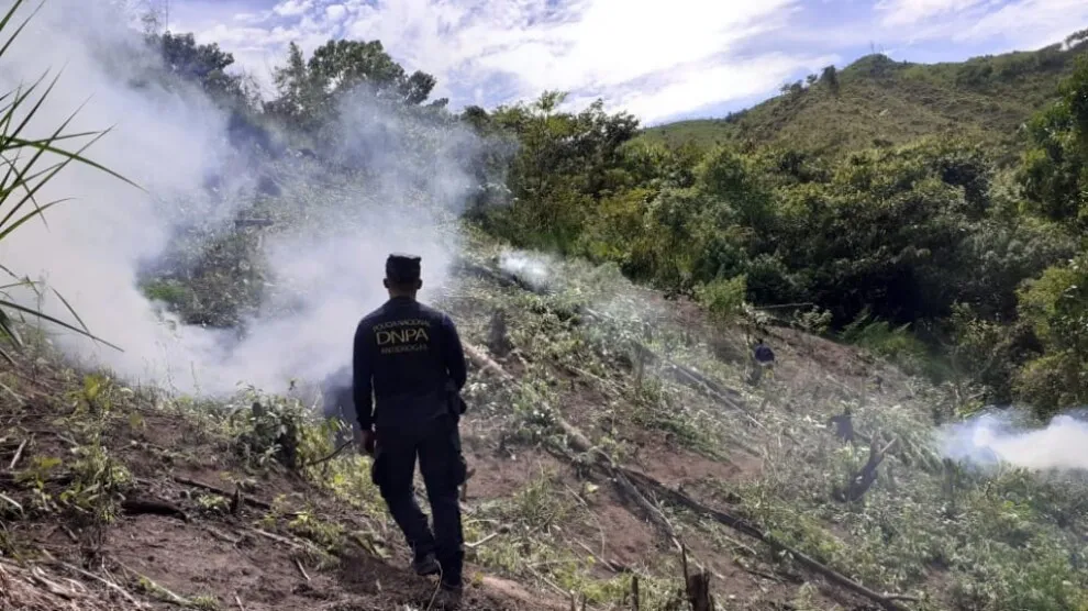 Incineran más de 10 mil plantas de marihuana en Colón
