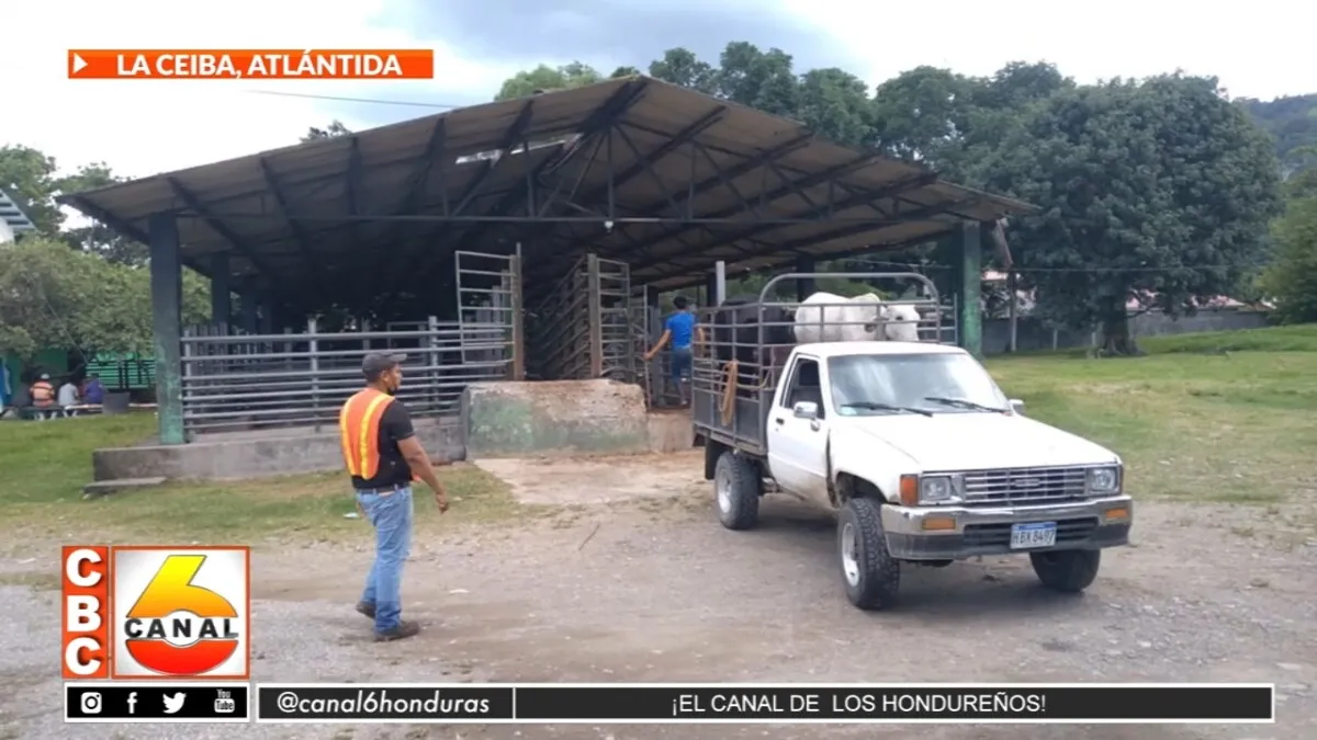 Llegan a acuerdo y no habrá escasez de carne de res en La Ceiba, Atlántida