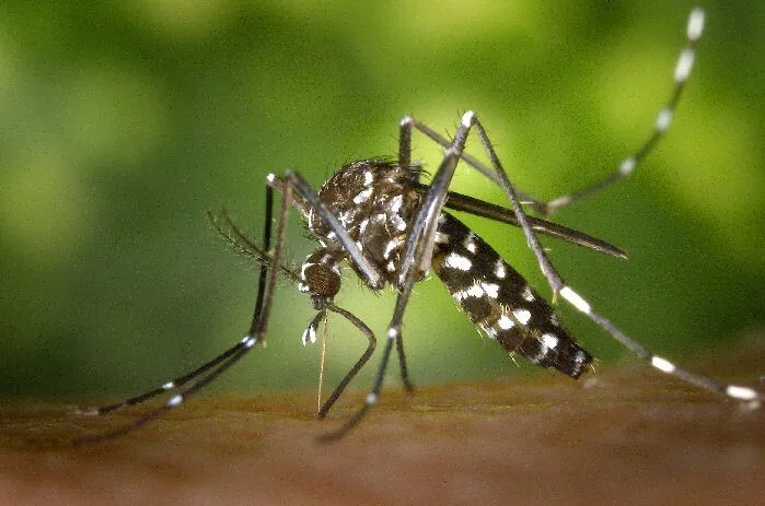 Por incremento de lluvias Secretaría de Salud exhorta a la población a incrementar medidas de prevención contra el dengue