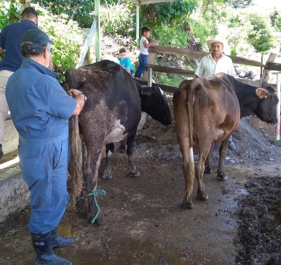 SAG realiza diagnóstico reproductivo para fortalecer ganadería
