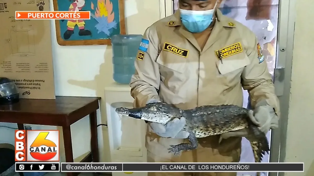 Bomberos capturan dos cocodrilos que se paseaban por las calles de Camaguey