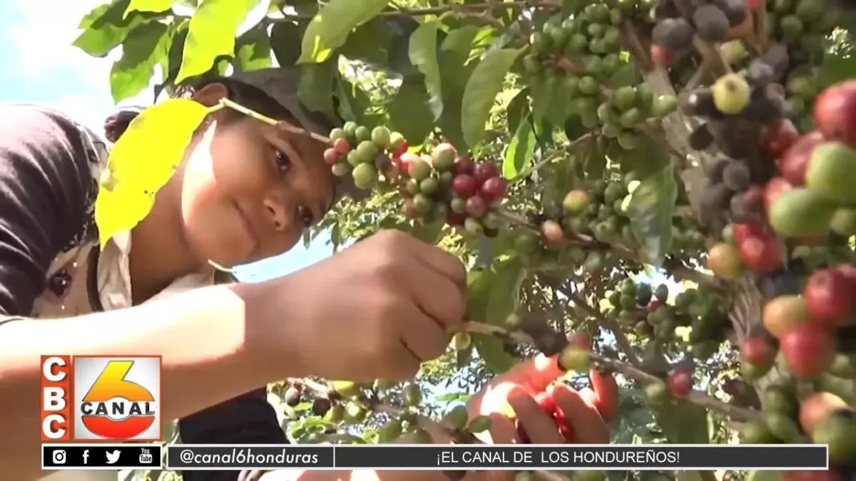Danlí será el primer municipio en desarrollar el primer festival del café