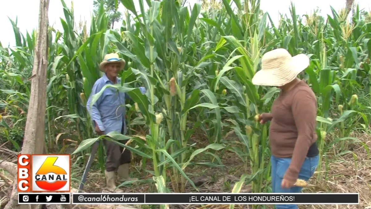Agricultores y ganaderos esperan que continúen los programas de reactivación agrícola