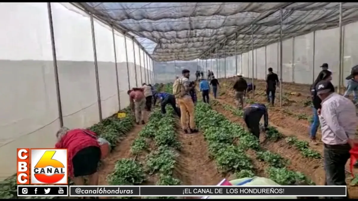 Gobierno inaugura vivero y centro de acopio de fresa en Intibucá