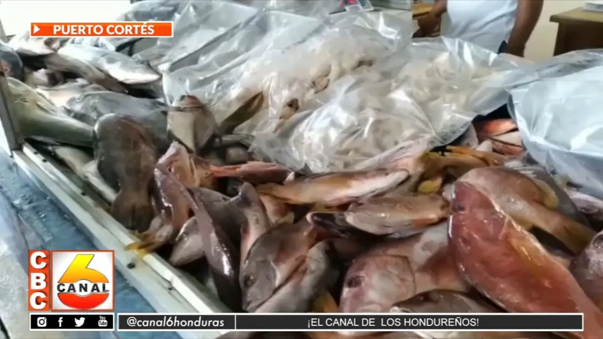 Precios de los mariscos en la asociación de pescadores artesanales
