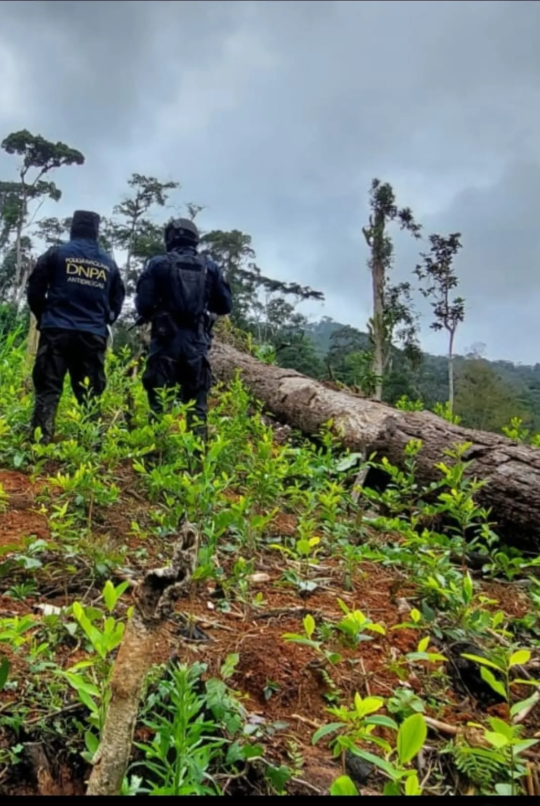 Agentes antidrogas de la Policía Nacional localizan plantación con 21,000 arbustos de coca en Yoro