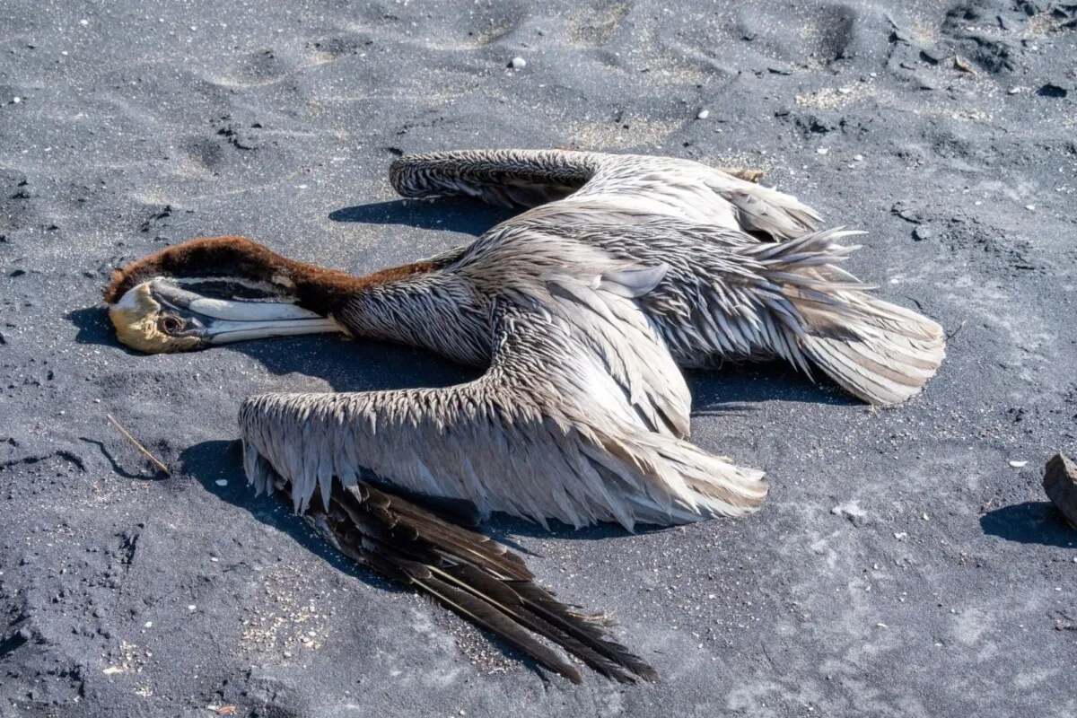 SENASA toma medidas sanitarias por hallazgo de Influenza Aviar en aves silvestres: detectada en pelícanos en La Ceiba y Puerto Cortés