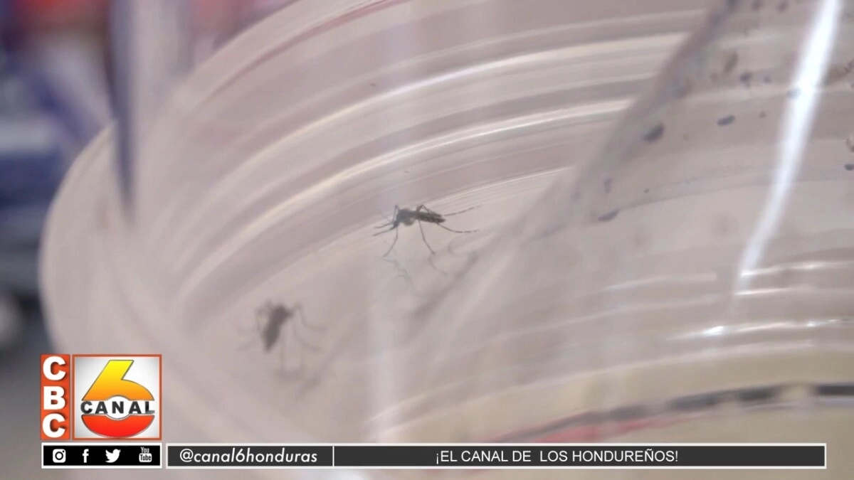 Casos de dengue pueden repuntar aún en temporada seca