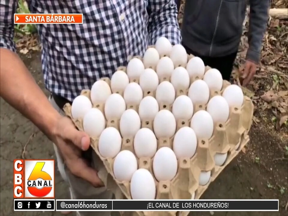 En Santa Bárbara están los huevos más baratos de Honduras