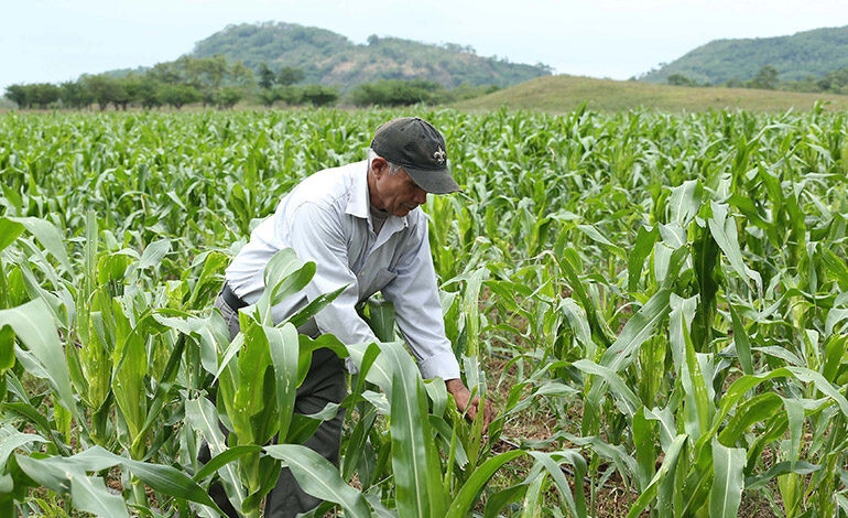 Desarrollarán proyecto de agricultura orgánica para cultivos de maíz, frijol y arroz