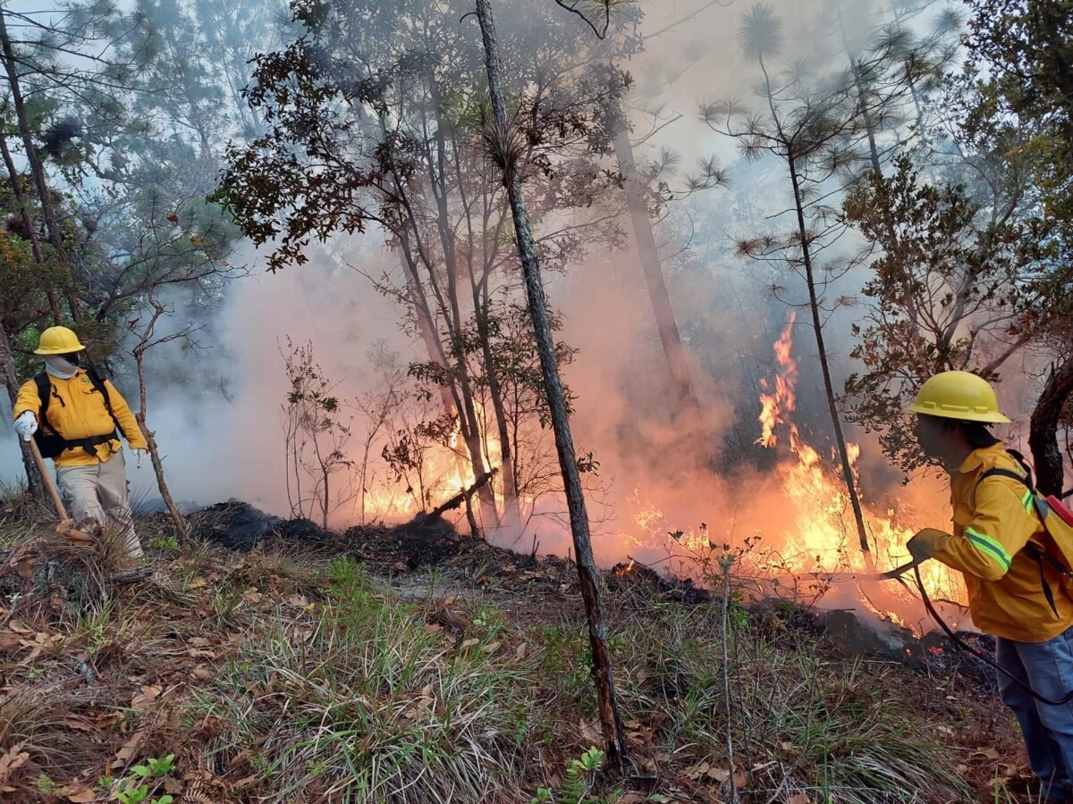Emergencia Forestal: Voraz incendio consume la Montaña de Celaque